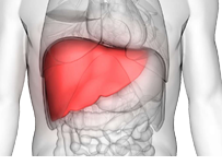 liver